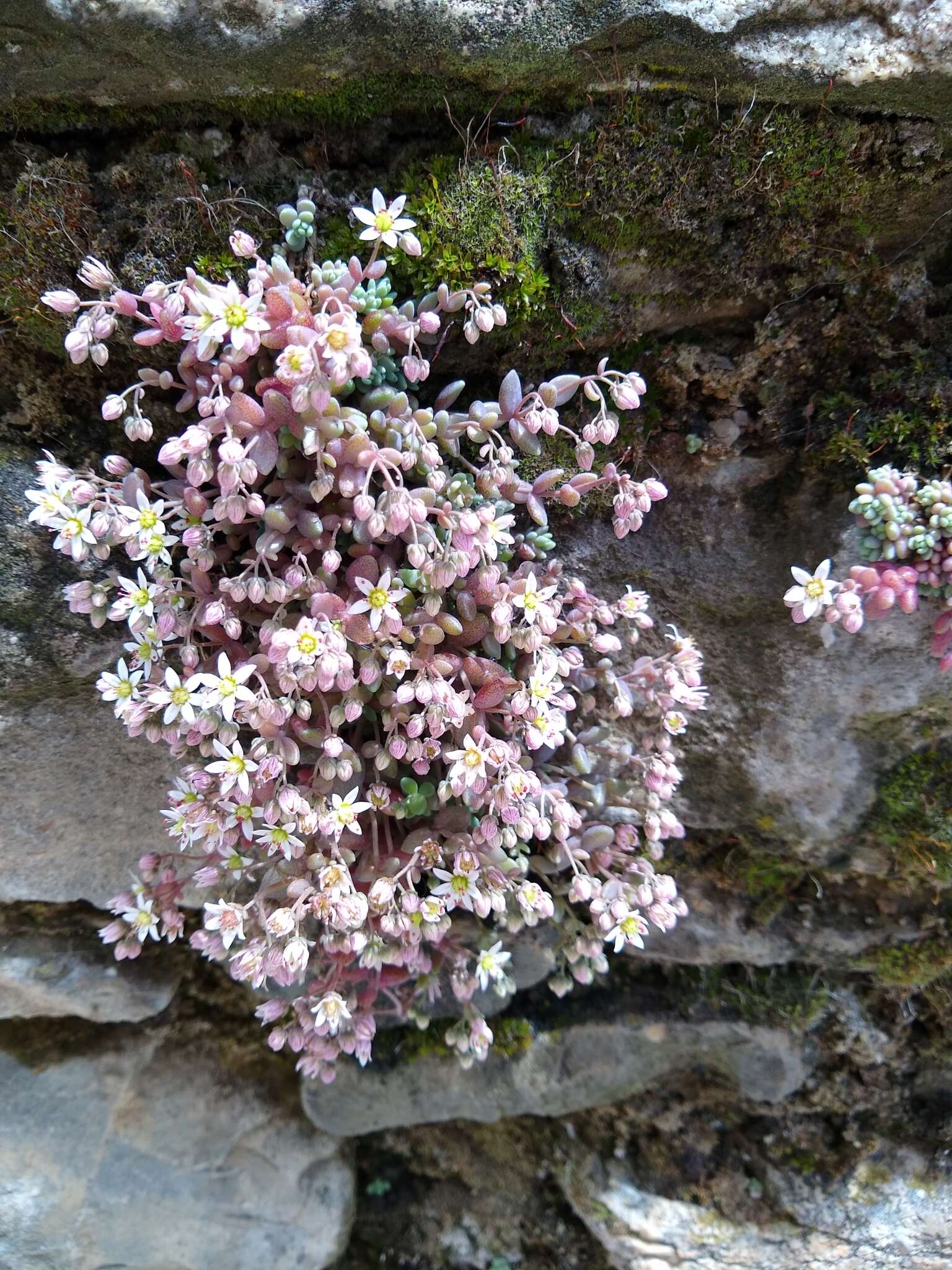 Imagem de Sedum dasyphyllum L.