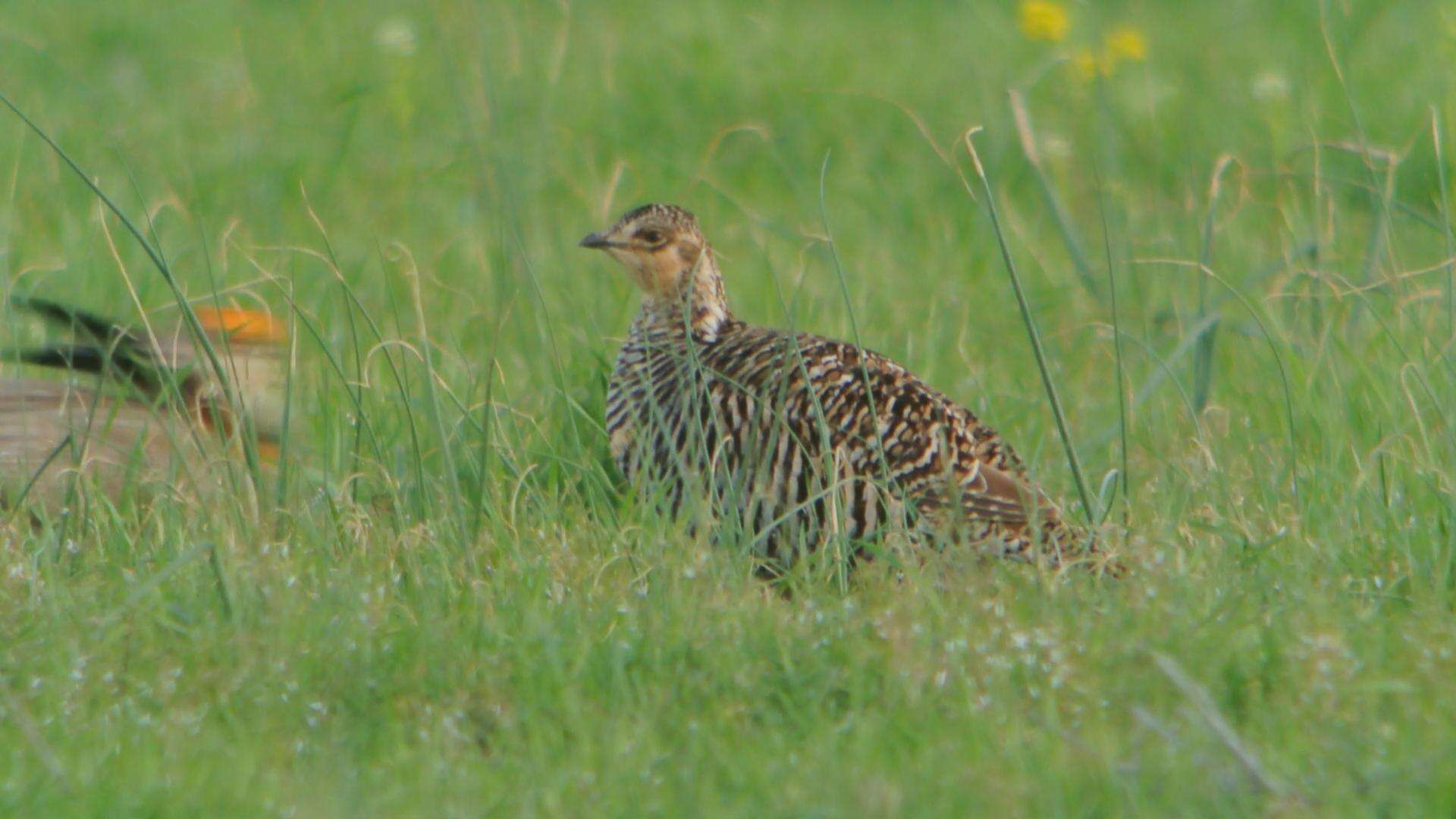 Image of Greater Prairie Chicken