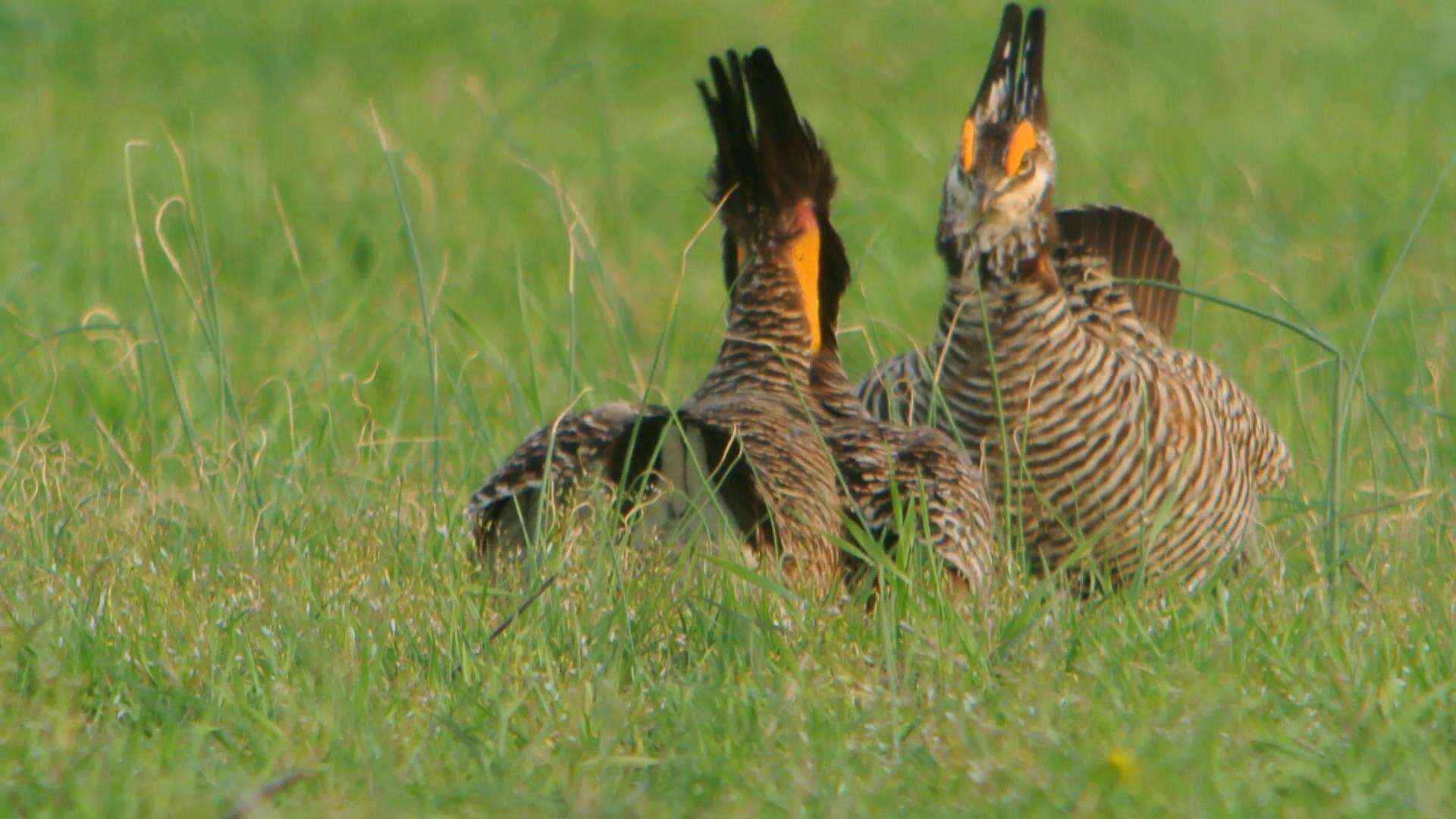 Image of Greater Prairie Chicken