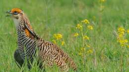 Image of Greater Prairie Chicken