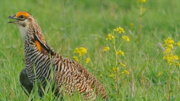 Image of Greater Prairie Chicken