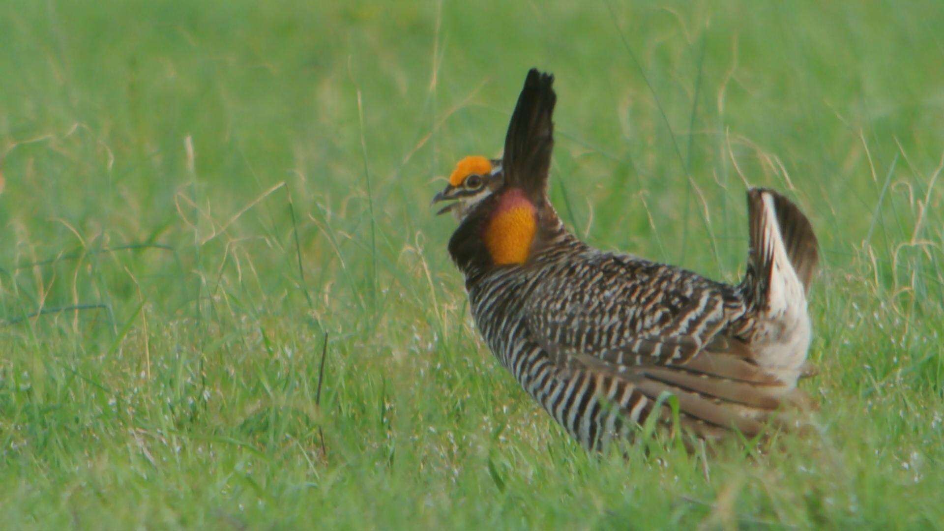 Image of Greater Prairie Chicken