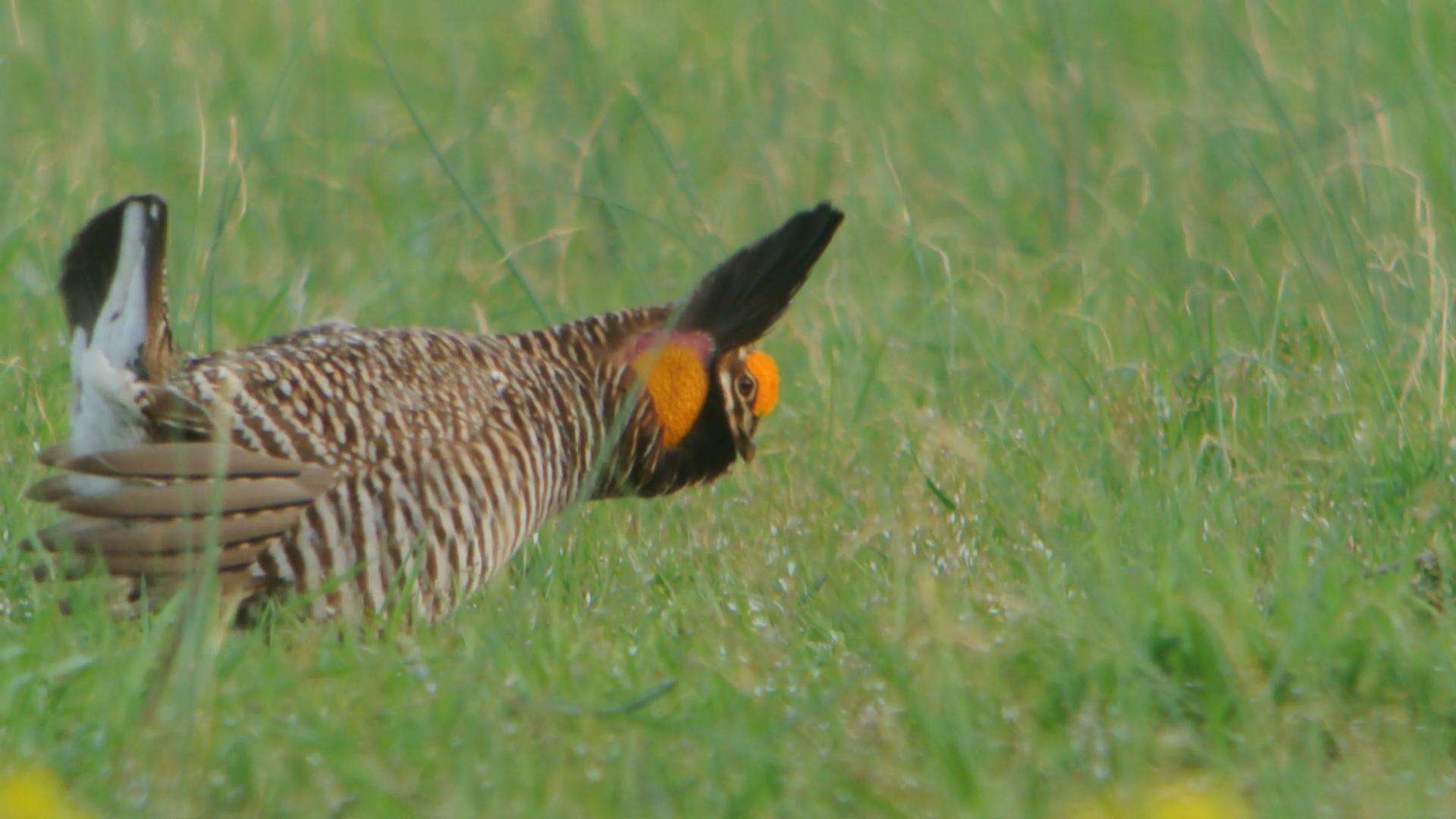 Image of Greater Prairie Chicken