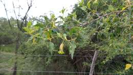 Bougainvillea stipitata Griseb. resmi