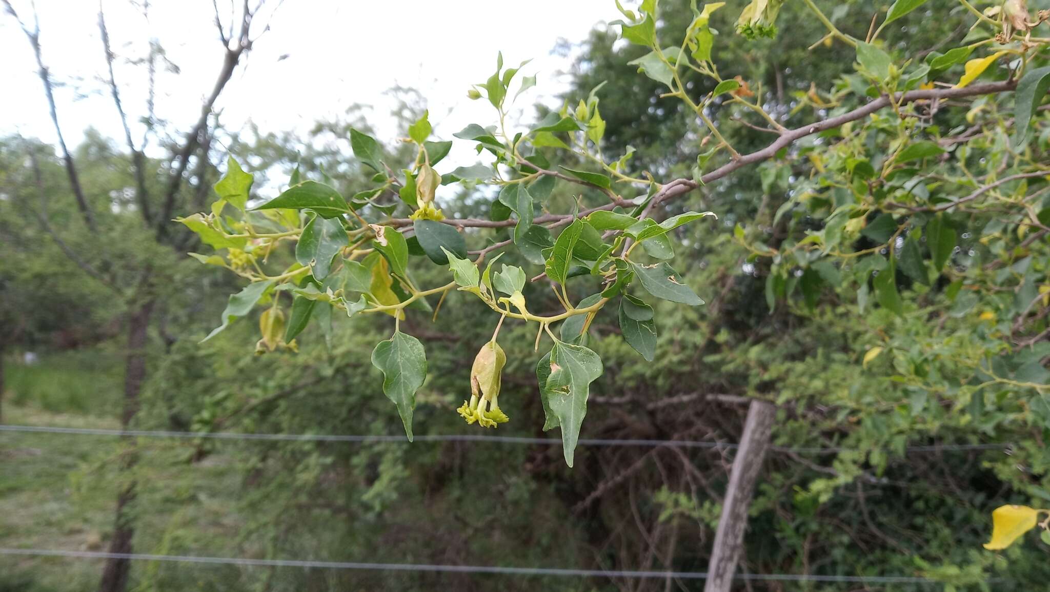 Слика од Bougainvillea stipitata Griseb.