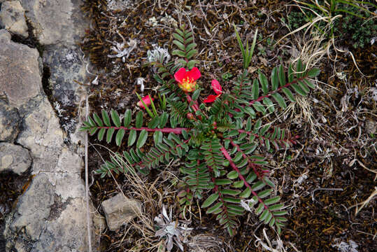 Image of Hypseocharis pimpinellifolia Remy