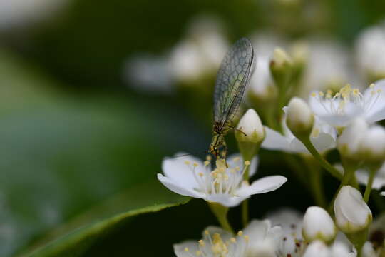 Image of Hypochrysa