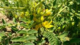 Imagem de Astragalus macrocarpus DC.