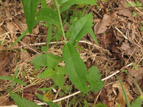 Image of Borodinia canadensis