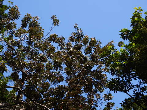 Image of Planchonella wakere (Pancher & Sebert) Pierre