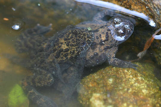 Image of Oriental Bell Toad