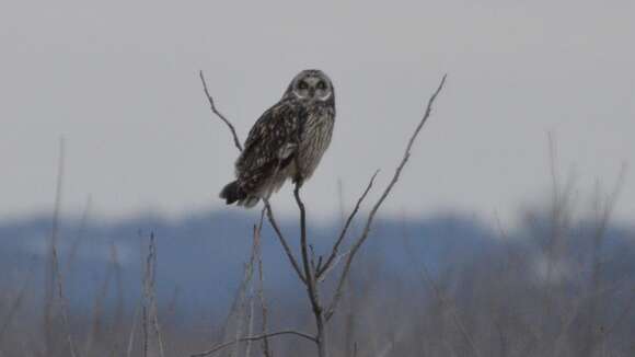 Image de Hibou des marais