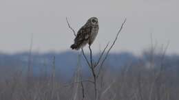 Image de Hibou des marais