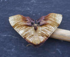 Image of scorched wing