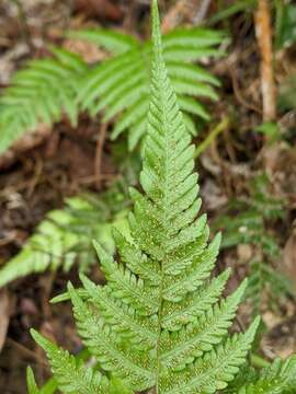 Plancia ëd Metathelypteris uraiensis (Rosenst.) Ching