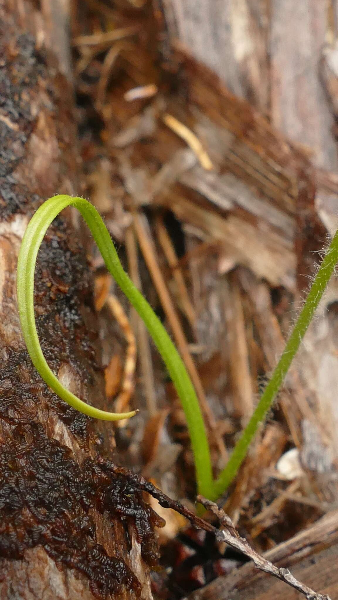 Caladenia nothofageti D. L. Jones, Molloy & M. A. Clem.的圖片