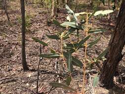 Angophora woodsiana F. M. Bailey的圖片