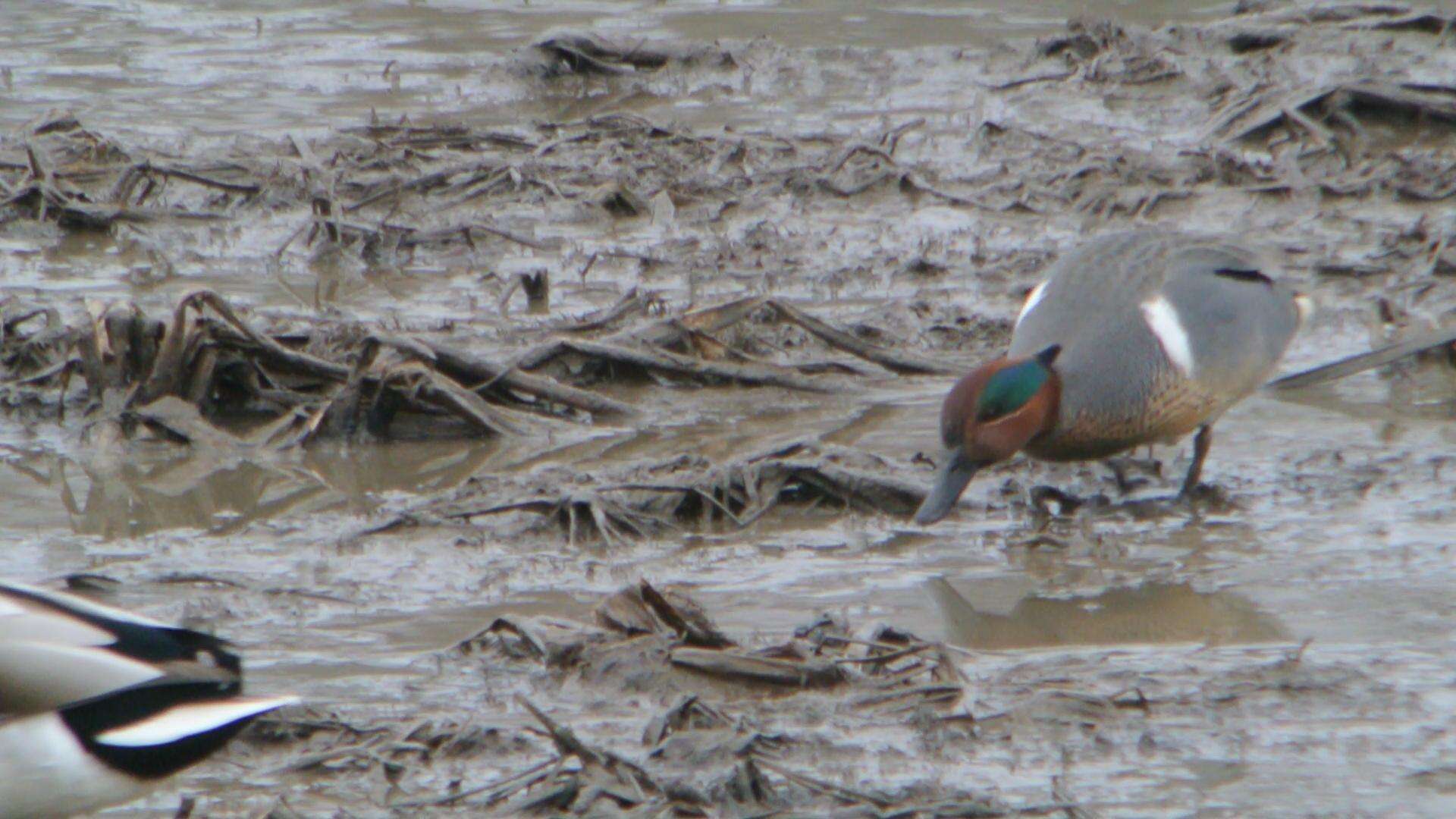 Image of Green-winged Teal
