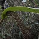 Image of Anthurium oxybelium Schott