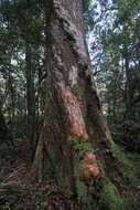 Imagem de Nothofagus moorei (F. Muell.) Krasser