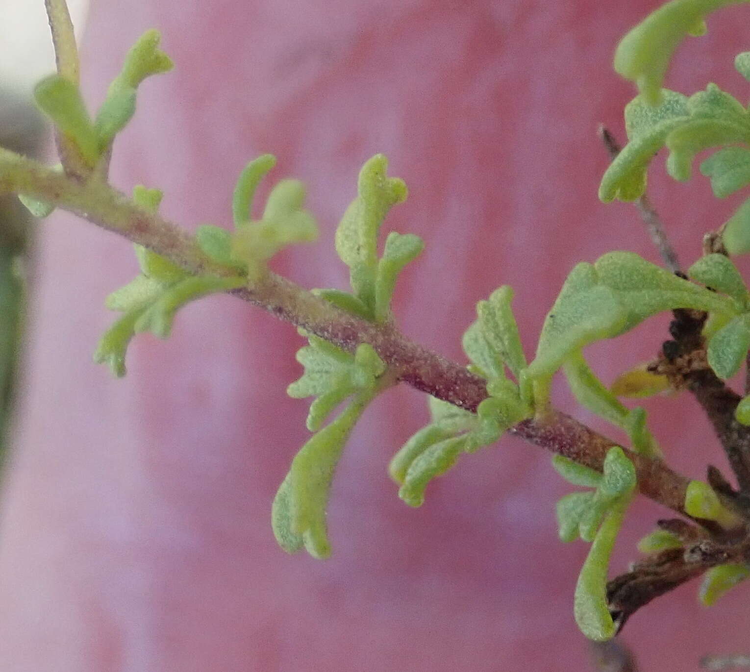 Image of Jamesbrittenia argentea (L. fil.) O. M. Hilliard