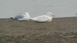 Image of Glaucous Gull