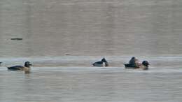 Image of White-winged Scoter