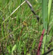 Image of Apterobittacus