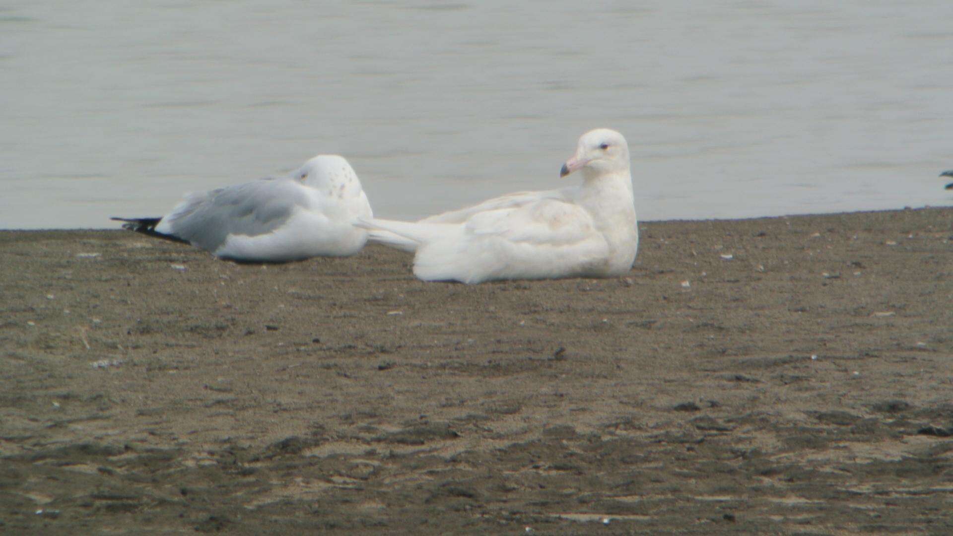 Image of Glaucous Gull