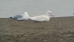 Image of Glaucous Gull