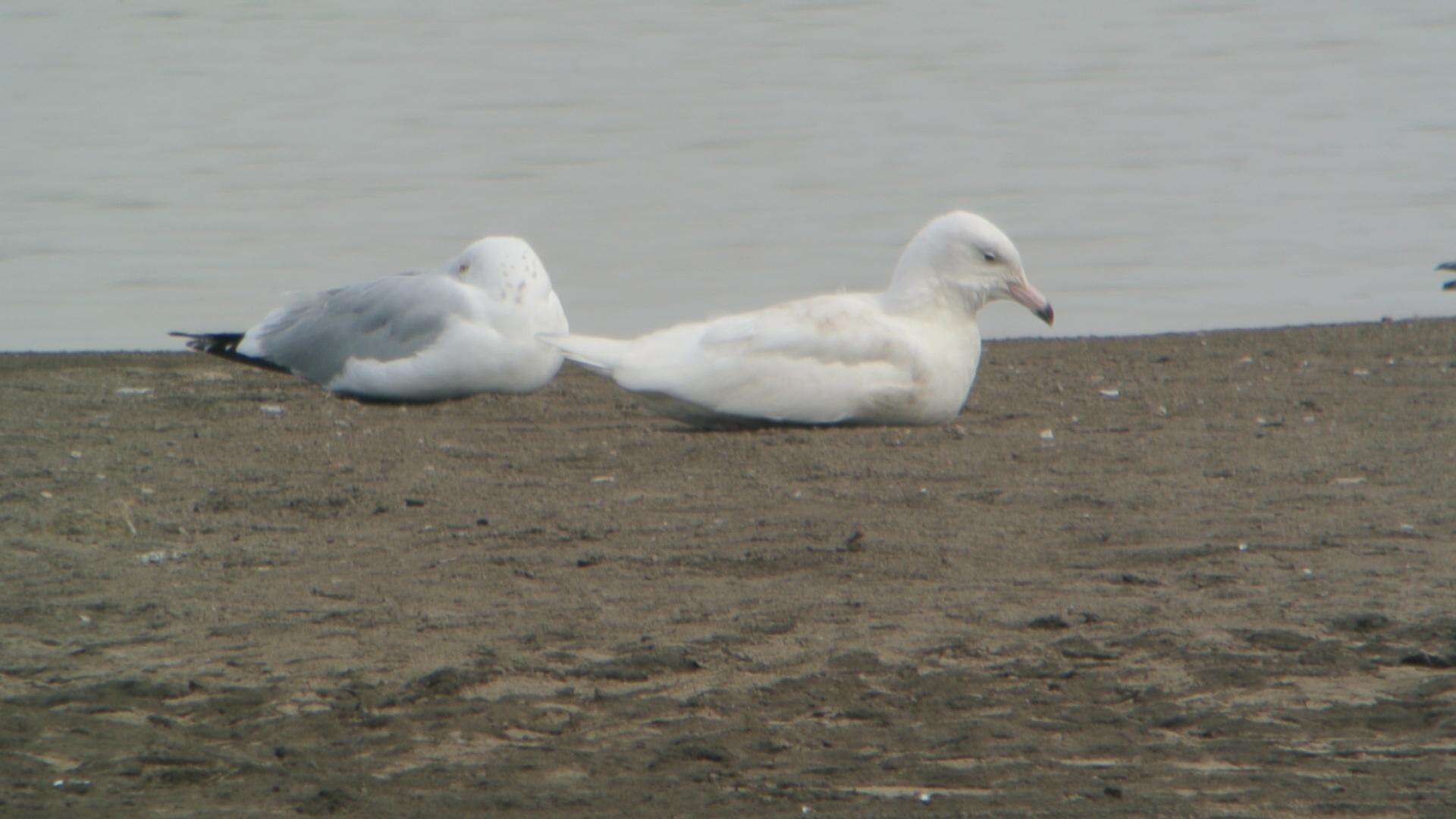 Image of Glaucous Gull