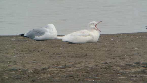 Image of Glaucous Gull