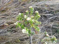 Image of Gaultheria mucronata (L. fil.) E. J. Remy