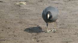 Image of Fulica Linnaeus 1758