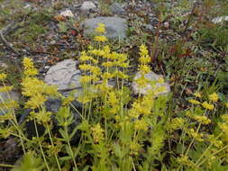 Image of Cruciata taurica subsp. taurica