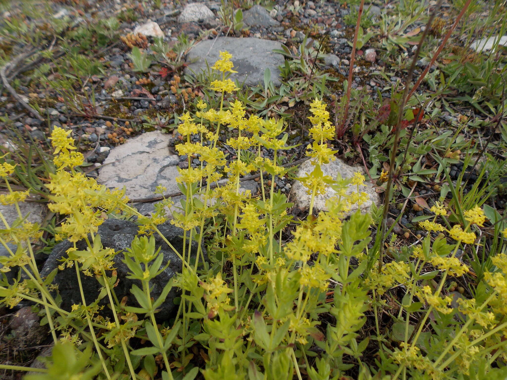 Image of Cruciata taurica subsp. taurica