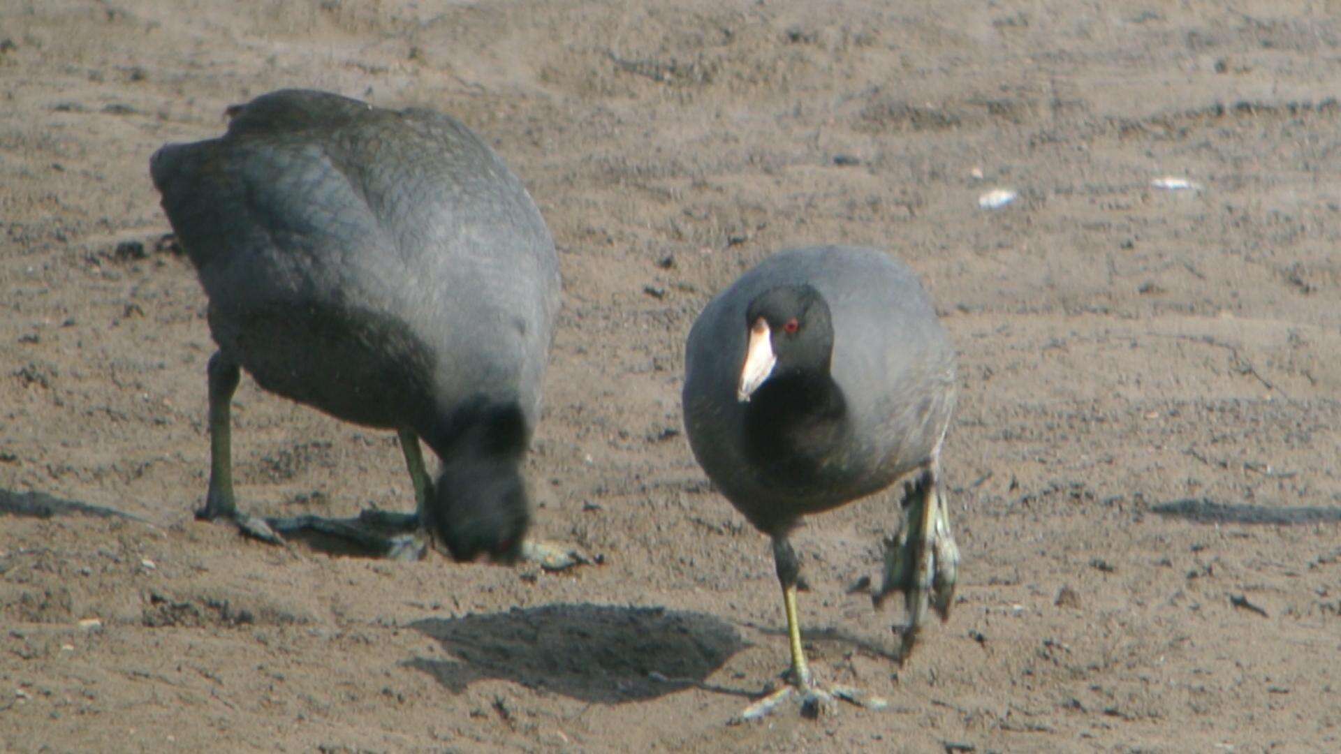 Image of Fulica Linnaeus 1758