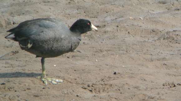 Image of Fulica Linnaeus 1758