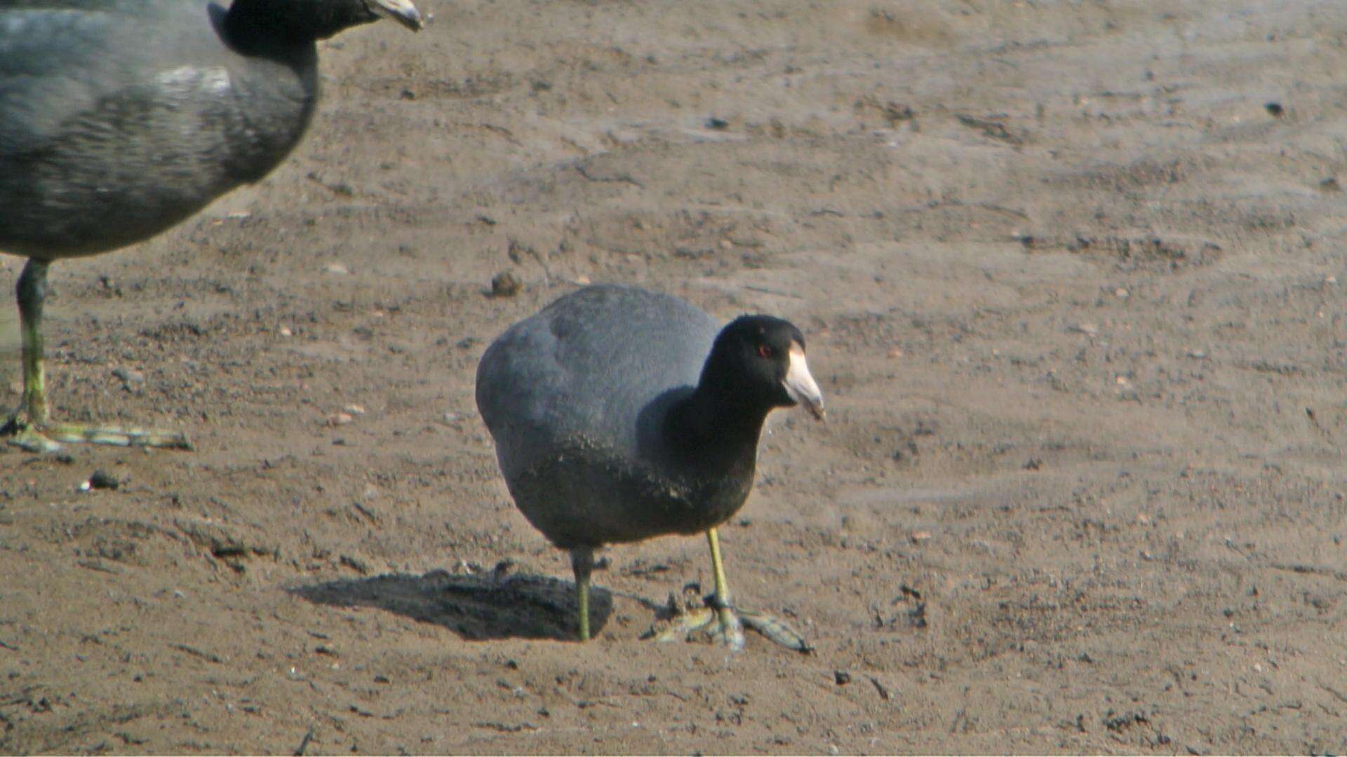 Image of Fulica Linnaeus 1758