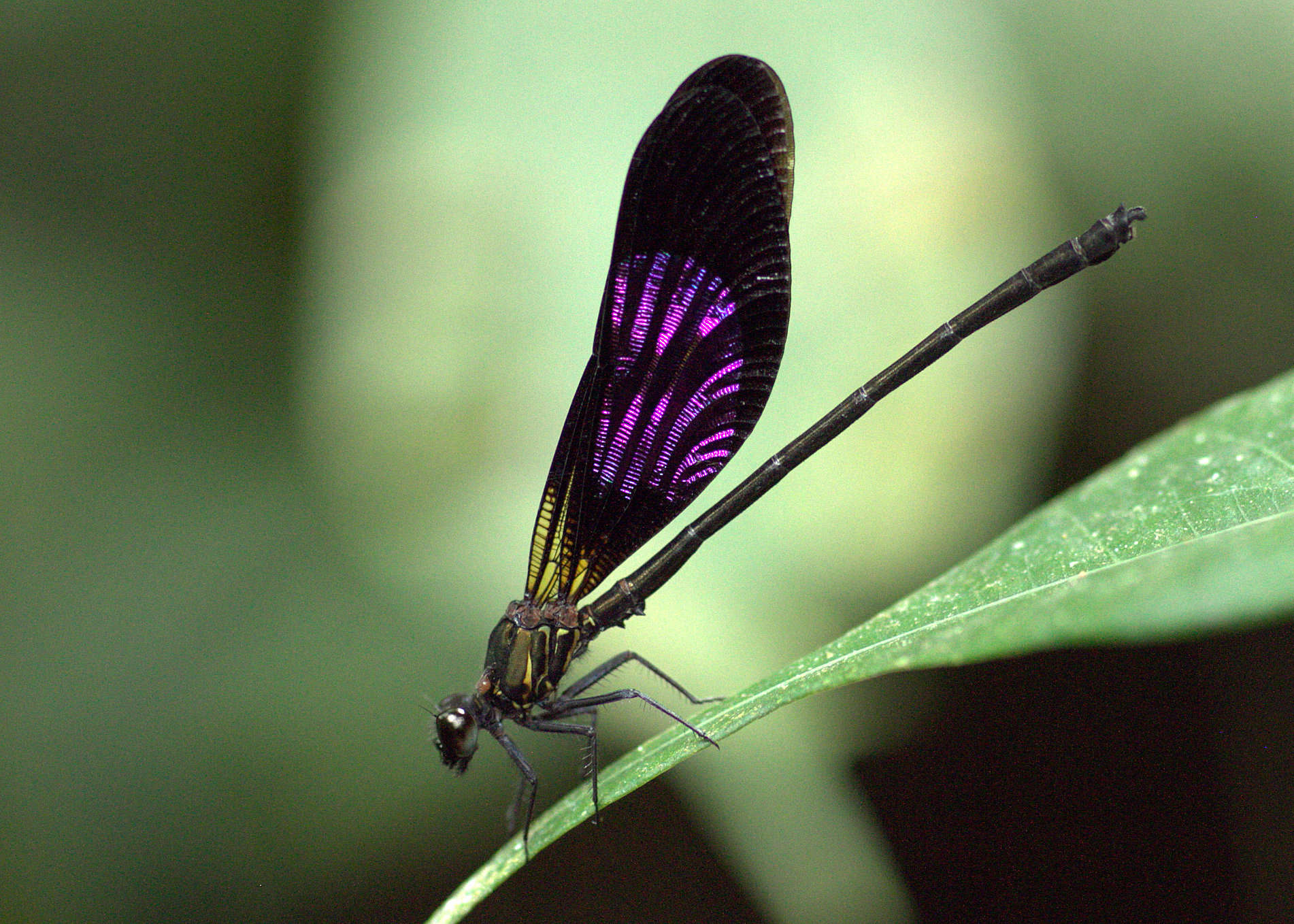 Image of Euphaea variegata Rambur 1842