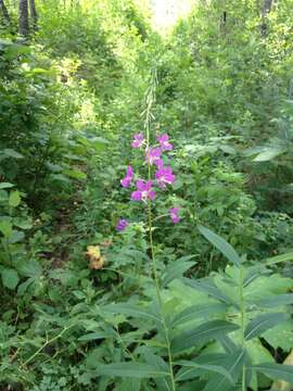 Image of Narrow-Leaf Fireweed