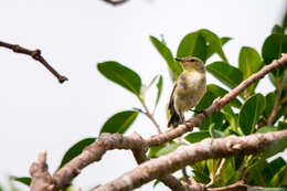 Image of Fan-tailed Gerygone