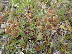 Image of Bupleurum triradiatum Adams ex Hoffm.