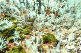 Image of fine feather-hydroid