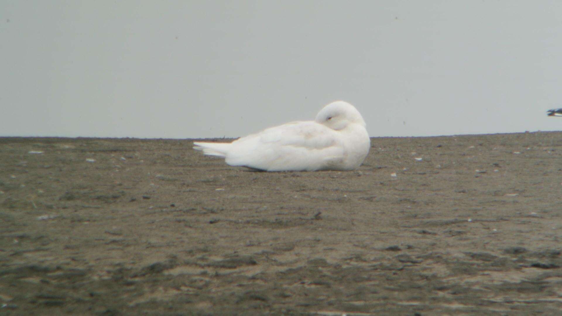 Image of Glaucous Gull