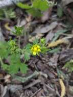 Image of biennial cinquefoil