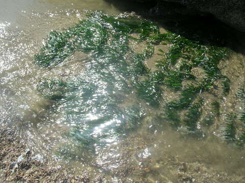 Image of Caulerpa filiformis