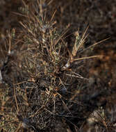 Imagem de Astragalus bethlehemiticus Boiss.