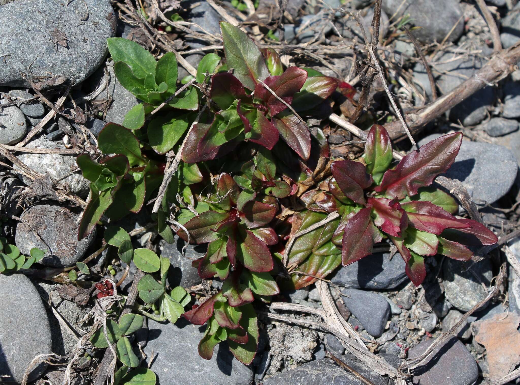 Imagem de Epilobium ciliatum subsp. glandulosum (Lehm.) P. C. Hoch & P. H. Raven