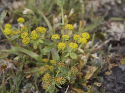 Bupleurum americanum Coult. & Rose resmi